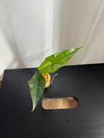 Alocasoa Simpi Albo variegata, Huis en Inrichting, Kamerplanten, Ophalen of Verzenden, Halfschaduw, Minder dan 100 cm