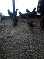 Te koop Broedeieren van welsumer kriel bank, Dieren en Toebehoren, Pluimvee | Toebehoren, Ophalen of Verzenden, Nieuw, Overige typen