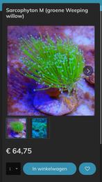 Sarcophyton M (groene Weeping willow), Dieren en Toebehoren, Vissen | Aquariumvissen, Overige typen, Zoutwatervis