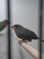 Roodkop papagaaiamadine aqua 2025, Dieren en Toebehoren, Vogels | Overige Vogels, Meerdere dieren, Tropenvogel