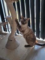 Seal lynx snow bengaalse katertje, Dieren en Toebehoren, Katten en Kittens | Raskatten | Korthaar, Kater, Gechipt, 0 tot 2 jaar