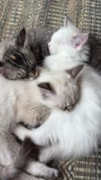 Kruising maincoon/ragdoll, Poes, Gechipt, 0 tot 2 jaar