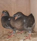 Koppel ongeringde postduiven, Dieren en Toebehoren, Vogels | Duiven, Meerdere dieren, Postduif