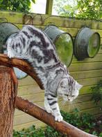 Dekkater Britse korthaar black silver tabby blotched Whiskas, Dieren en Toebehoren, Katten en Kittens | Dekkaters