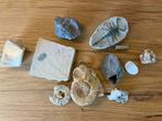 Stenen met fossielen, Verzamelen, Mineralen en Fossielen, Ophalen, Fossiel