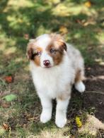uniek mooie,bij ons geboren Australische herder pups, Dieren en Toebehoren, België, CDV (hondenziekte), 8 tot 15 weken, Meerdere
