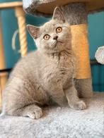 2 lilac en 2 blauwe raszuivere Britse Korthaar kittens, Dieren en Toebehoren, Katten en Kittens | Raskatten | Korthaar, Meerdere dieren