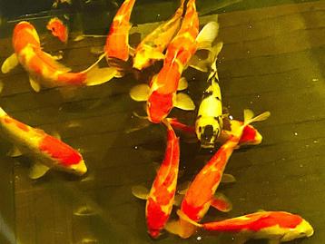  Jonge Japan koi 25/36 cm Nisai  van Marusei v.a €75,=  beschikbaar voor biedingen