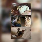 Kruising jack russel, Mannelijk