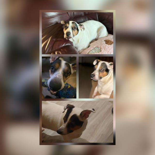 Kruising jack russel, Dieren en Toebehoren, Vogels | Overige Vogels, Mannelijk