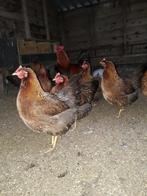Welsumer kippen., Dieren en Toebehoren, Vrouwelijk, Kip