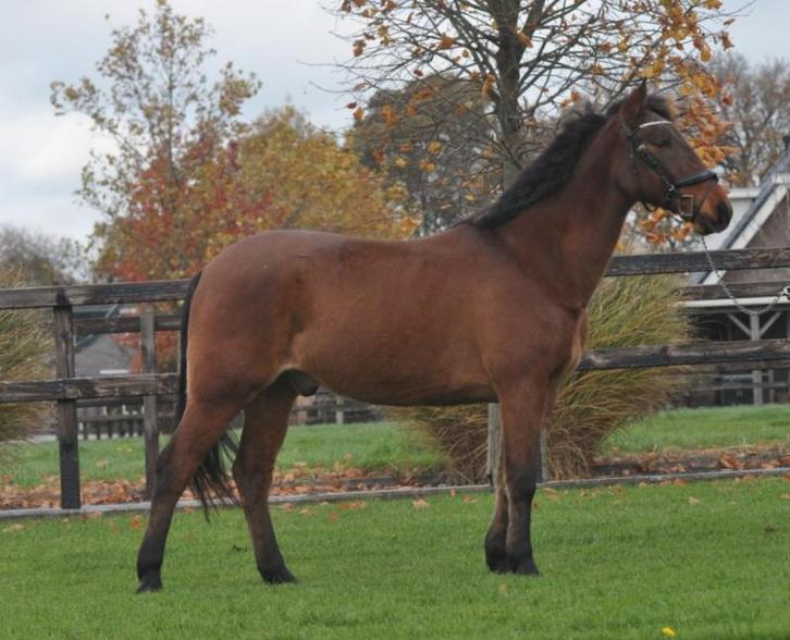 6 jarige ruin, Dieren en Toebehoren, Pony's, Ruin, B, D pony (1.37m tot 1.48m), Recreatiepony, 3 tot 6 jaar, Gechipt, Ontwormd