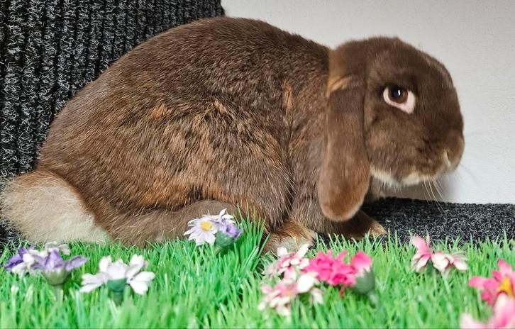 Lief konijnen koppel zoekt een liefdevol huis, Dieren en Toebehoren, Konijnen, Dwerg, Meerdere dieren, Hangoor