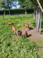 2 dwerggeitjes te koop., Dieren en Toebehoren, Vrouwelijk, Geit, 0 tot 2 jaar