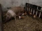 husumer biggen 20-7 geboren, Meerdere dieren, Varken, 0 tot 2 jaar