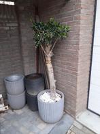 Olijfboom met wintervaste pot, Ophalen