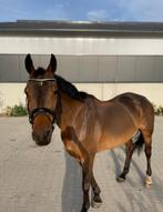 Aangeboden: scheerservice van uw paard of pony, Diensten en Vakmensen, Dieren | Paarden | Verzorging, Oppas en Les
