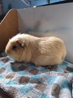 Cavia op zoek naar nieuw huisje, Cavia, December, Vrouwelijk, Tam