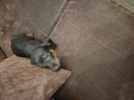 Zeer mooie teckel pups 2 reutjes, Dieren en Toebehoren, Honden | Teckels en Dashonden, Reu, 8 tot 15 weken, Korthaar, Dwerg