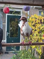 Syrische duiven, Meerdere dieren, Overige soorten