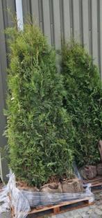 Pallet met 10 x coniferen thuja brabant 200/225, Ophalen of Verzenden, Bloeit niet, Overige soorten, Halfschaduw