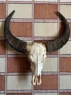 Schedel waterbuffel Indonesië, Ophalen, Zo goed als nieuw, Schedel