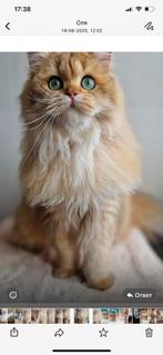 Scottish  kat, Dieren en Toebehoren, Katten en Kittens | Overige Katten, Kater