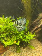 Blue polar visjes, Vis