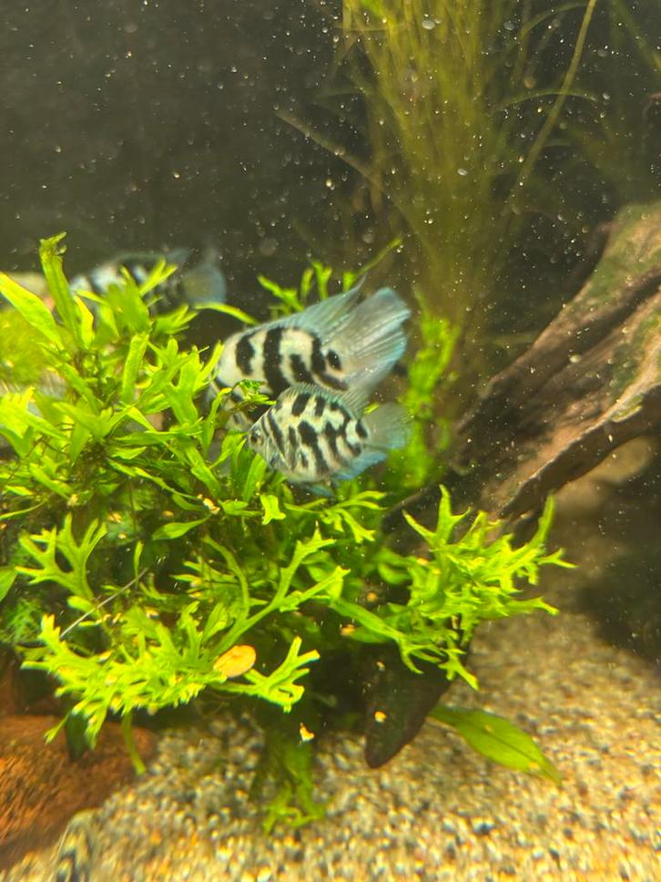 Blue polar visjes, Dieren en Toebehoren, Vissen | Aquariumvissen, Vis