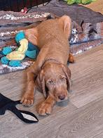 Prachtige vizsla draadhaar pup met stamboom, Dieren en Toebehoren, Overige rassen, 8 tot 15 weken, Meerdere dieren, Eén hond