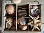 Doos met schelpen, Verzamelen, Mineralen en Fossielen, Ophalen, Schelp(en)