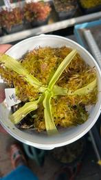 Pinguicula primuliflora (vleesetende plant), Huis en Inrichting, Kamerplanten, Ophalen, Overige soorten, Minder dan 100 cm