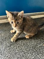 Kitten ( gratis ), Dieren en Toebehoren, Katten en Kittens | Overige Katten, Poes, Kortharig, 0 tot 2 jaar