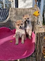 Leuke shiba inu pups, Dieren en Toebehoren, Honden | Poolhonden, Keeshonden en Oertypen, Overige rassen, 8 tot 15 weken, CDV (hondenziekte)