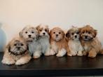 Mooie Boomer pups ShihTzu x Maltezer ️, Parvo, Nederland, Overige rassen, 8 tot 15 weken