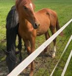 Paardenopfok, Dieren en Toebehoren, Meerdere dieren, Niet van toepassing, 0 tot 2 jaar
