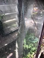 2x enkel glas hardhout kozijn, 1 met barst 72x153, Doe-het-zelf en Verbouw, Glas en Ramen, Ophalen of Verzenden, Gebruikt, Gevelraam of Ruit