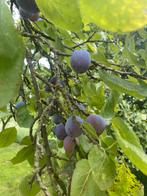 Pruimen, onbespoten Eldense Blauwe, Ophalen