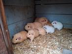 Jonge cavia's, zeugjes en beertjes, Dieren en Toebehoren, Knaagdieren, Cavia, November, Meerdere dieren, Tam