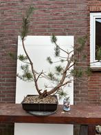 Pre Bonsai Yamadori Grove Den Pinus Sylvestris #7, Tuin en Terras, Minder dan 100 cm, Overige soorten, Ophalen