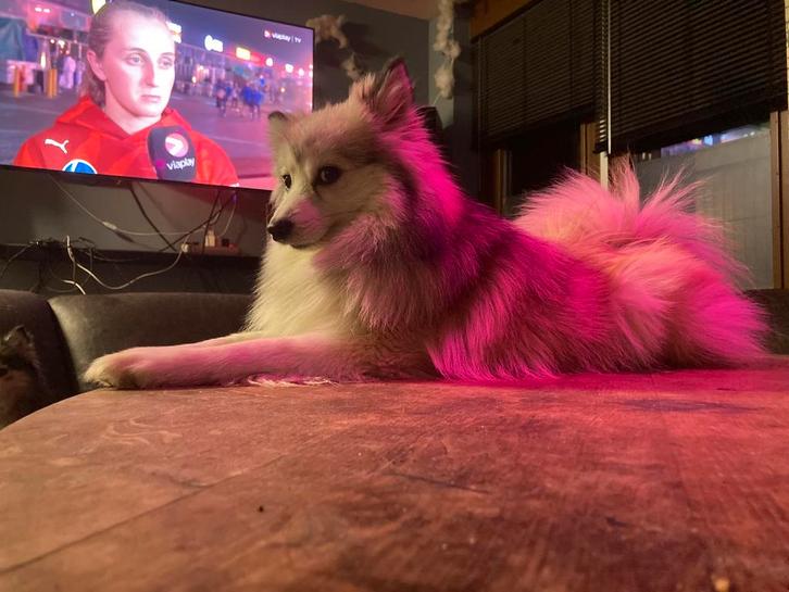 Pomsky mini F2 pups familie*  zie beelden, Dieren en Toebehoren, Honden | Poolhonden, Keeshonden en Oertypen, Geslacht onbekend