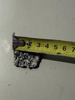 IJstijd Fossiele Boney Skute Pleistoceen Florida, Verzamelen, Mineralen en Fossielen, Ophalen of Verzenden, Mineraal