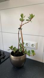Vet plant met pot €4, Huis en Inrichting, Kamerplanten, Ophalen, Overige soorten, Minder dan 100 cm