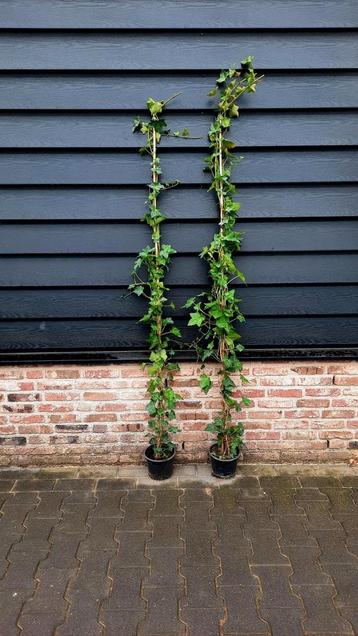 Hedera Hibernica 🌿 beschikbaar voor biedingen
