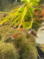 Caridina dennerli ( sulawesigarnalen), Dieren en Toebehoren, Vissen | Aquariumvissen, Kreeft, Krab of Garnaal, Zoetwatervis