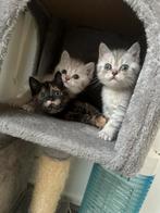 Schattige Britse Korthaar kittens, Meerdere dieren, Gechipt, 0 tot 2 jaar