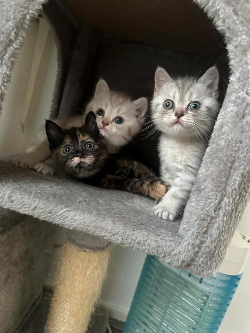 Schattige Britse Korthaar kittens, Dieren en Toebehoren, Katten en Kittens | Raskatten | Korthaar, Meerdere dieren, 0 tot 2 jaar