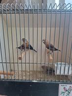 div vogels, Dieren en Toebehoren, Meerdere dieren, Tropenvogel, Geringd