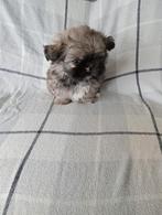 Te  koop pompiraaan x boomer pups 1,reutjes, Meerdere, Nederland, Particulier, Reu