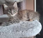 Nog 2 Maine Coon kittens 🐾 mogen nu verhuizen!, Meerdere dieren, Ontwormd, 0 tot 2 jaar